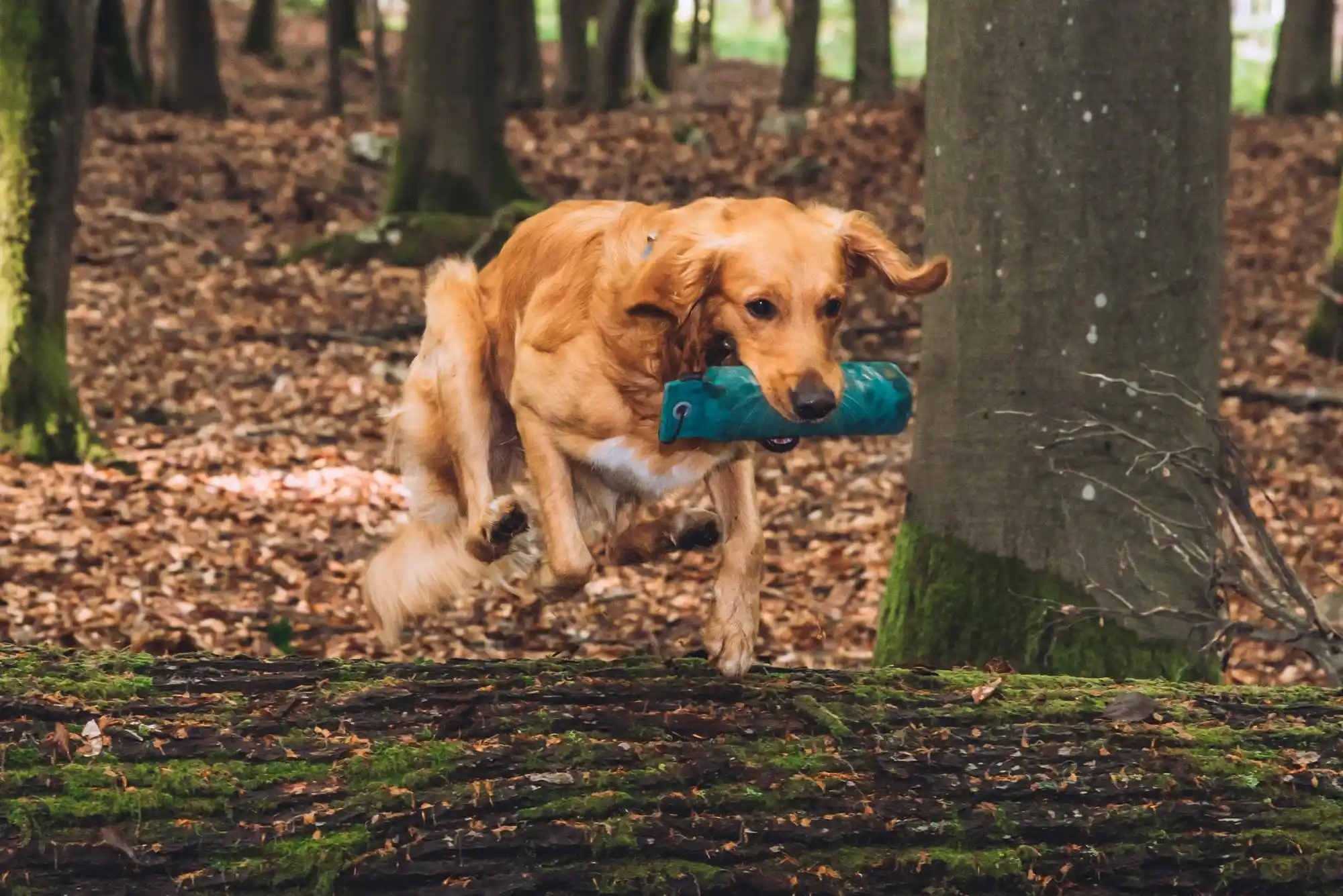 Ein Golden Retriever trägt einen türkisfarbenen Apportiergegenstand im Maul über einen moosigen Baumstamm.