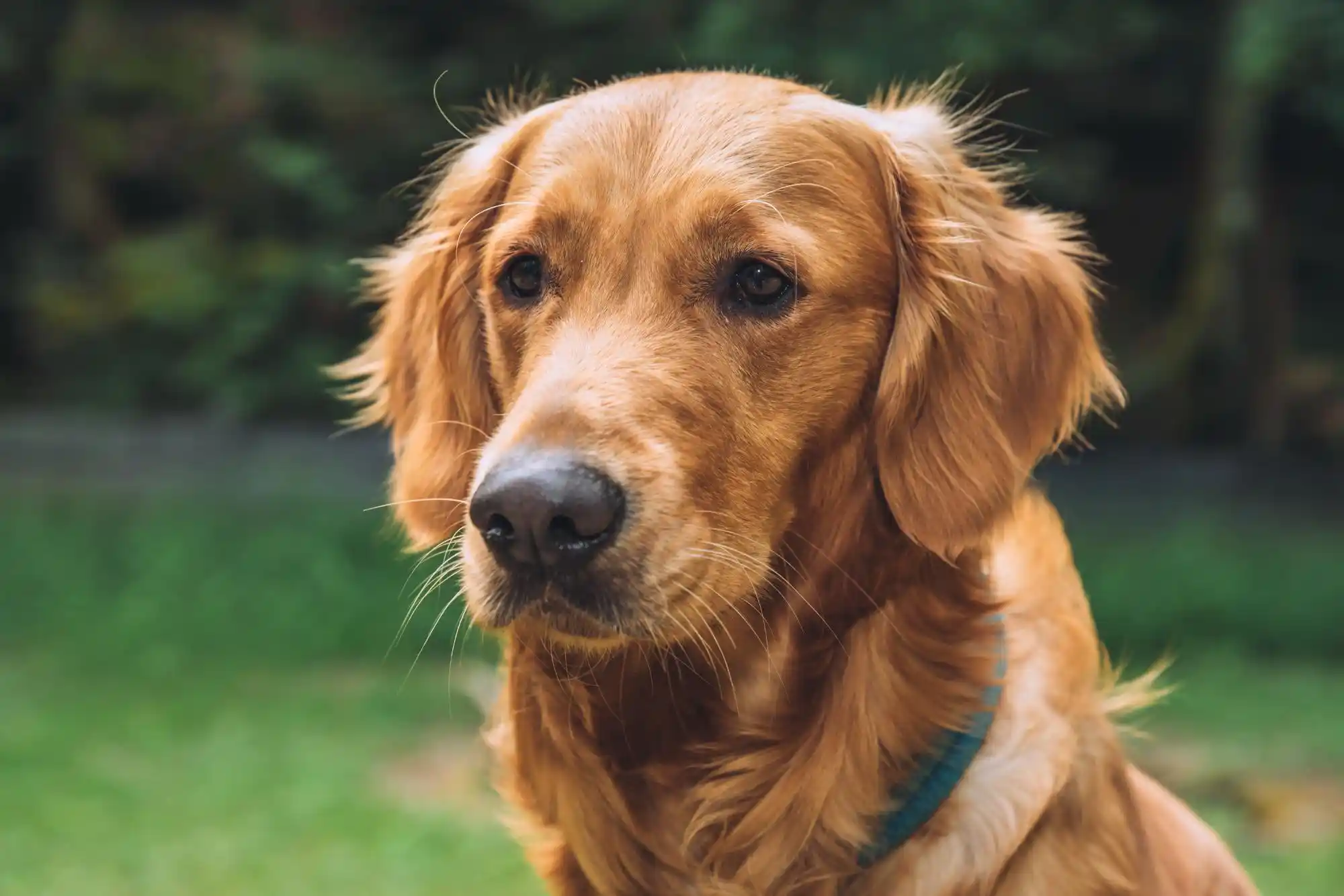Ein Golden Retriever mit blaugrünem Halsband schaut mit geschlossenem Maul leicht nach links.