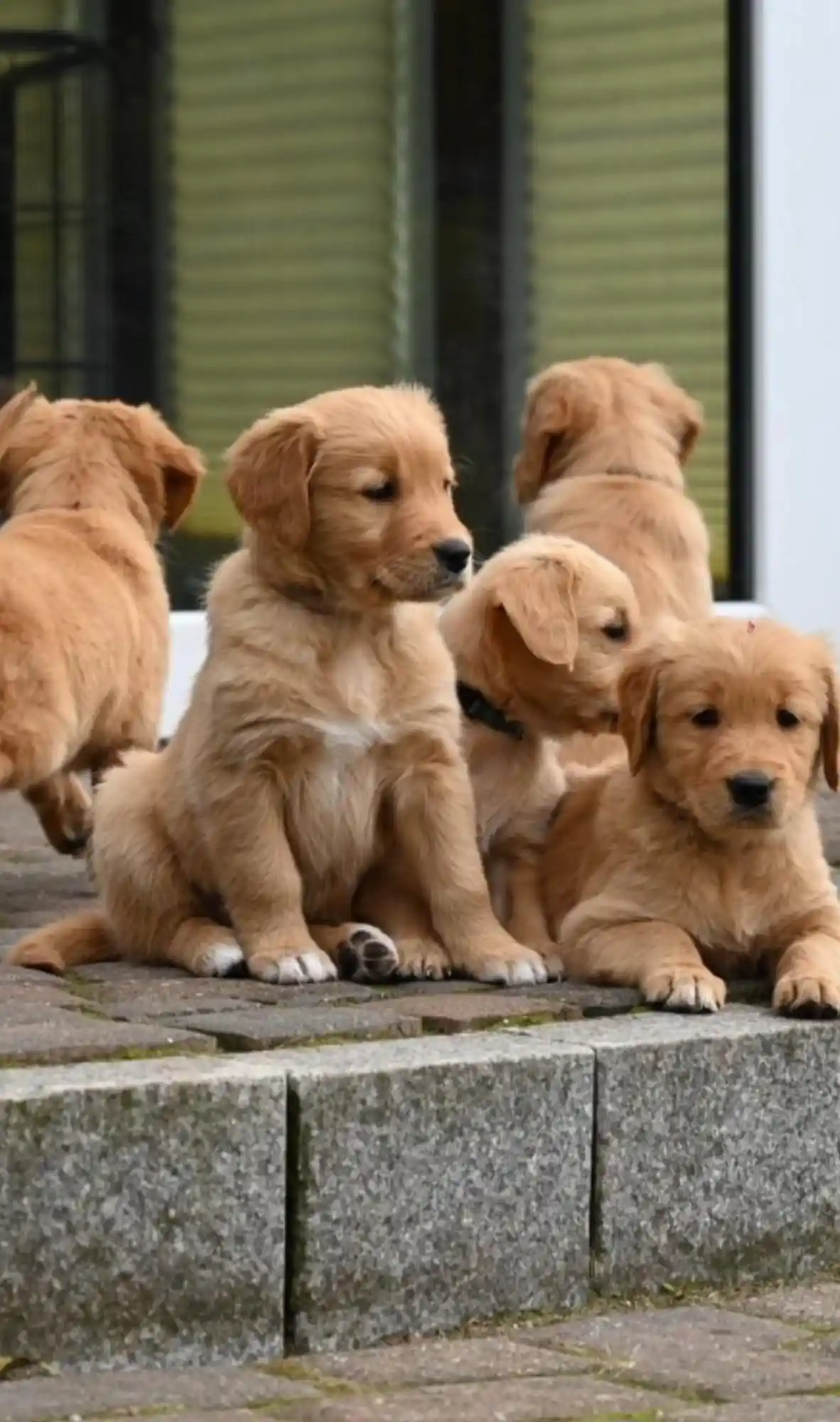 Mehrere Golden-Retriever-Welpen sitzen und stehen dicht beieinander auf einer Steinstufe.